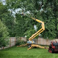 How Our Tree Care Process Works  in  Fayetteville, WV