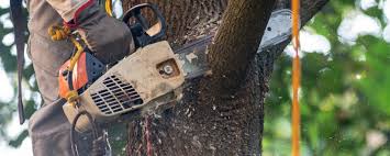 Best Tree Removal Service  in Fayetteville, WV