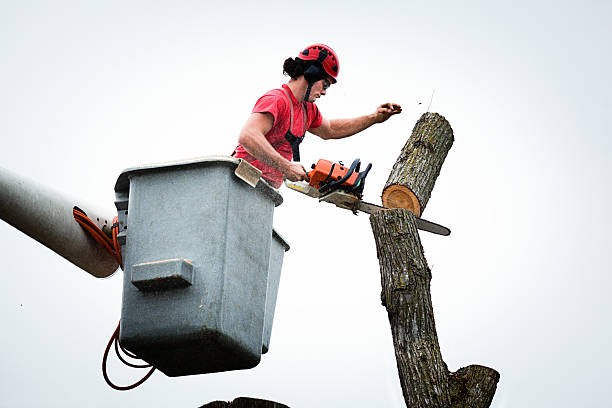 Best Seasonal Cleanup  in Fayetteville, WV